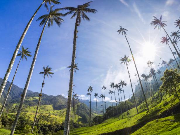 The picturesque Zona Cafetera in Colombia with coffee plantations and rolling hills