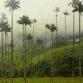 The picturesque Zona Cafetera in Colombia with coffee plantations and rolling hills