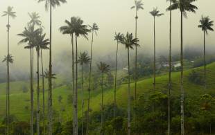 Valle de Cocora wax palms - Colombia - On The Go Tours
