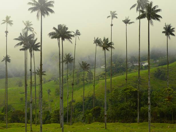 The picturesque Zona Cafetera in Colombia with coffee plantations and rolling hills