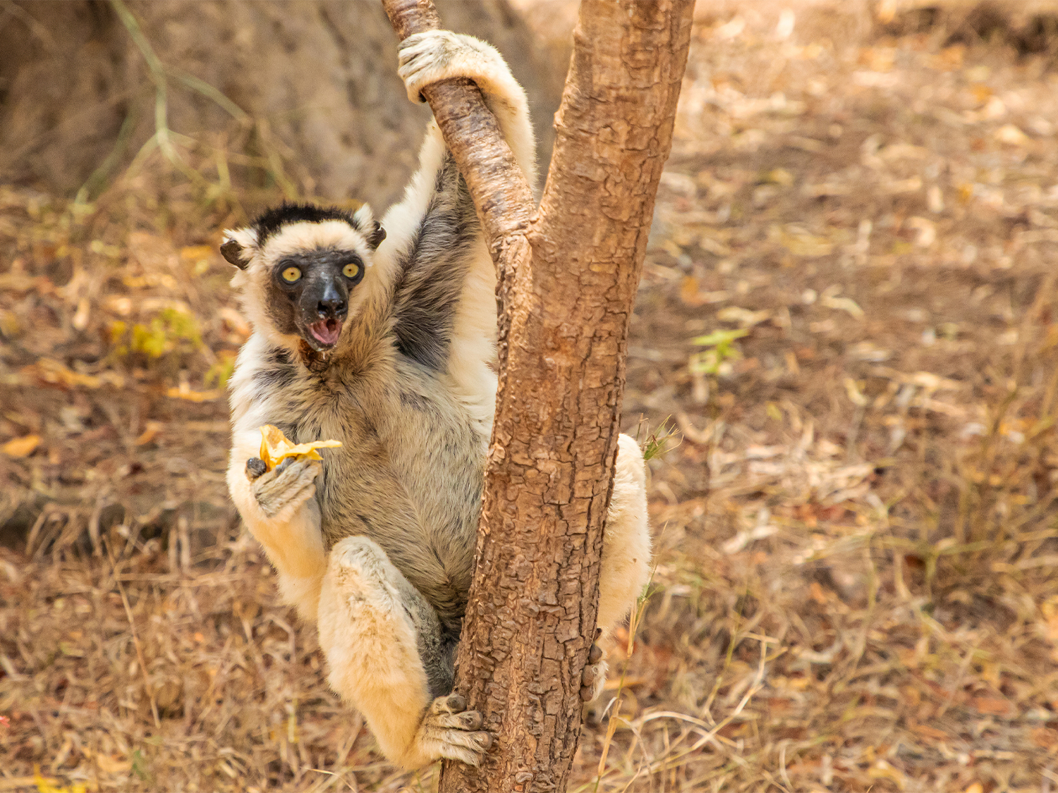 Day 7 - Return to Morondava