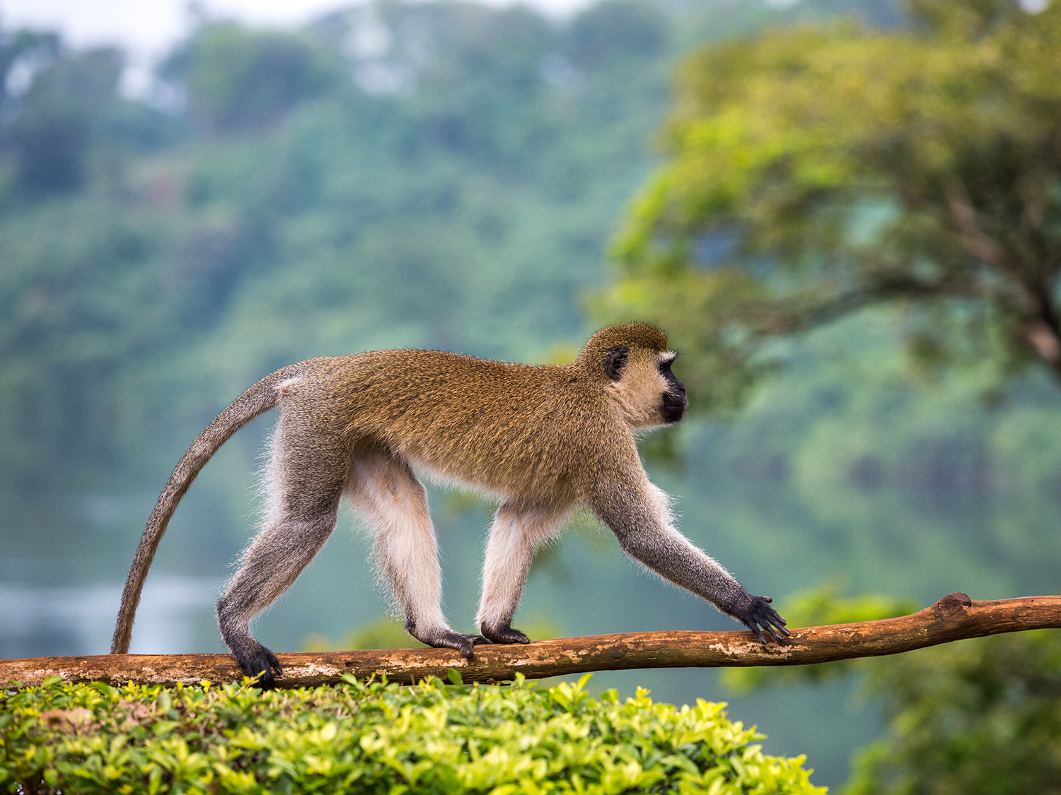 Great African Expedition (Accommodated) - 58 days