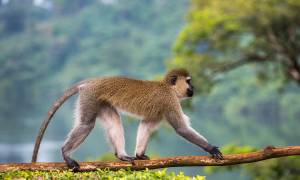 Vervet monkey in Jinja