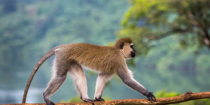 Vervet monkey in Jinja