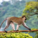 A Vervet monkey in Jinja | Uganda
