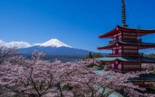 View of Mt Fuji - Cherry blossom in Japan - On The Go Tours