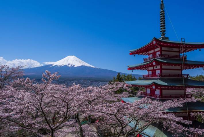 View of Mt Fuji - Cherry blossom in Japan - On The Go Tours