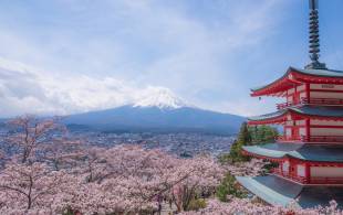 View of Mt Fuji and cherry blossoms - Japan - On The Go Tours