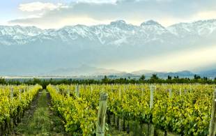 Vineyard in Mendona Argentina - South America Tours - On The Go Tours
