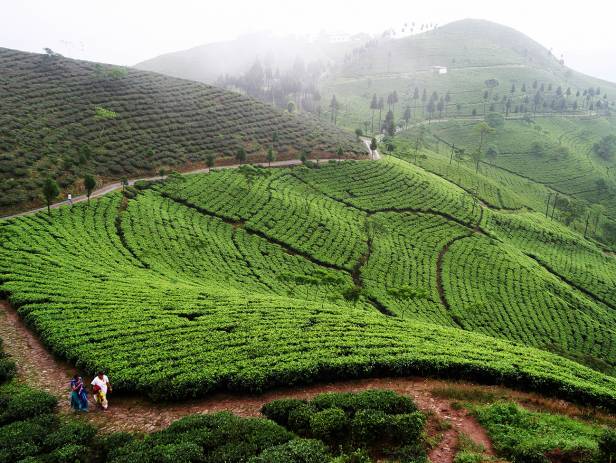Lush, green tea garden in Darjeeling