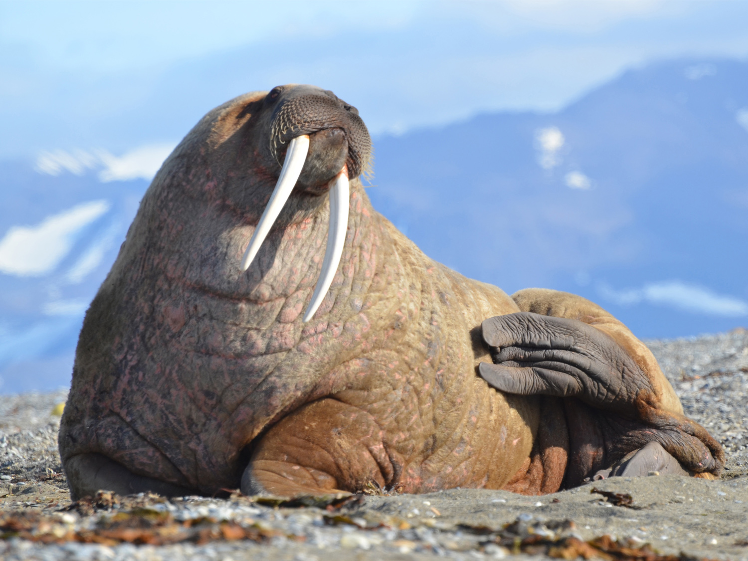Day 5 - North Svalbard