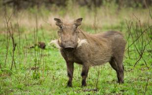 Warthog in grass - On The Go Tours