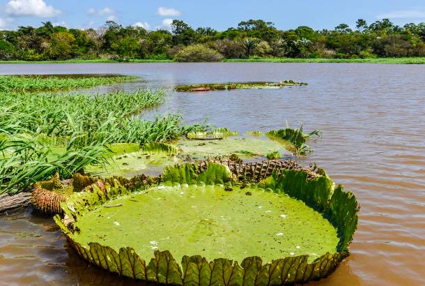 Visiting Brazil's  rainforest