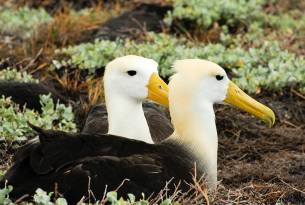 Waved albatross - Galapagos Wildlife Calendar - On The Go Tours