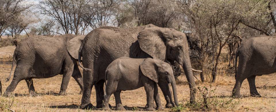 Group of elephants standing on the dry plains of West Kilimanjaro