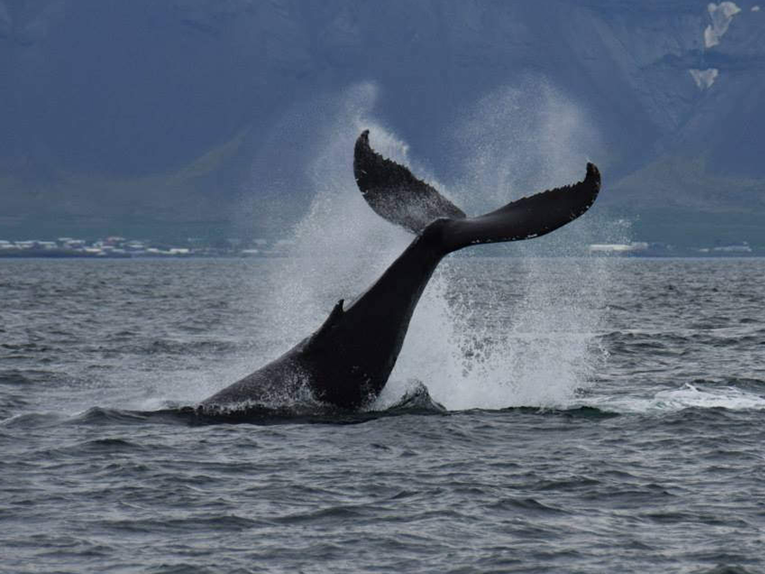 a whale tail sticking out of the ocean 