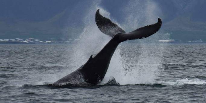 Whale Watching in Iceland
