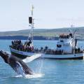 Humback whale breaching in the bay in Husavik