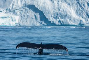 Whale safari - Greenland excursions - On The Go Tours