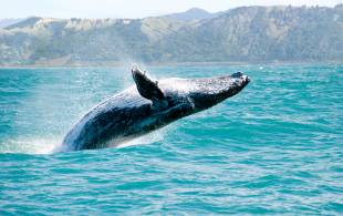 Whale spotting - New Zealand - On The Go Tours
