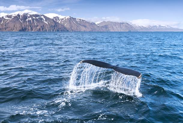 Whale watching in Iceland - On The Go Tours