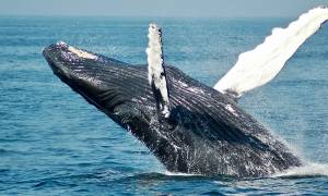 Whale watching nova scotia