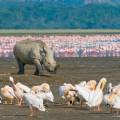 Rhino standing in front of a flock of flamingos at a water hole at Lake Nakuru