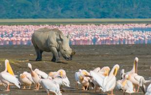 White Rhino Lake Nakuru - Africa Overland Safaris - Africa Lodge Safaris - Africa Tours - On The Go