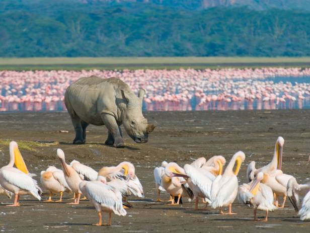 Rhino standing in front of a flock of flamingos at a water hole at Lake Nakuru
