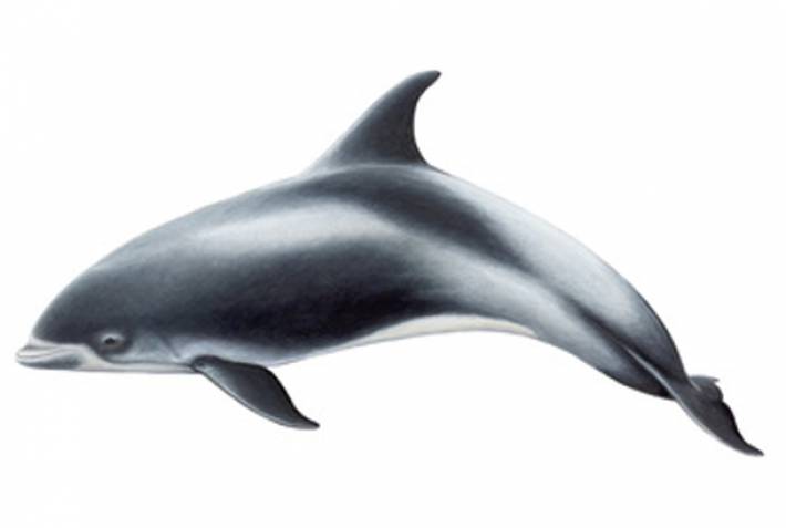 White beaked dolphin illustration - copyright Jón Baldur Hlíðberg