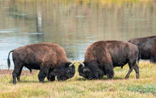 Wild Grand Teton & Yellowstone main - bison in Yellowstone