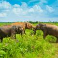 Elephants in the long grass of Udwalawe National Park
