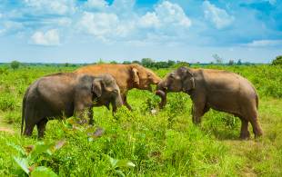 Wild elephants in Udawalawe National Park - Sri Lanka Tours - On The Go Tours