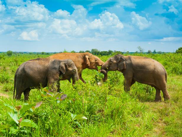 Elephants in the long grass of Udwalawe National Park