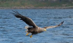 Wild scotland express main - white tailed eagle isle of mull - scotland