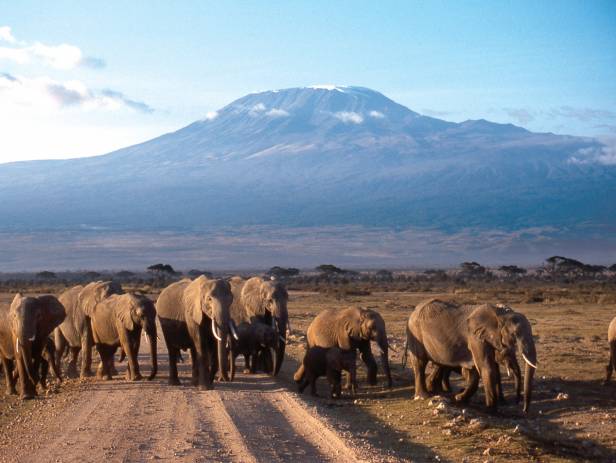 Elephant standing in lush green landscape in Tarangire National Park