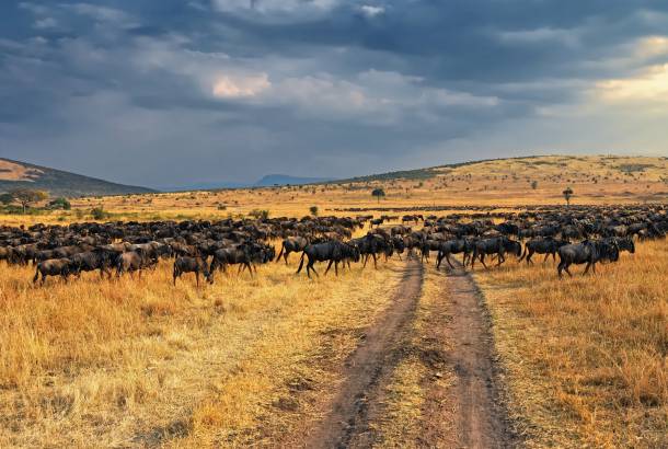 Wildebeest Crossing in the Mara - Africa Lodge Safaris - Africa Tours - On The Go Tours