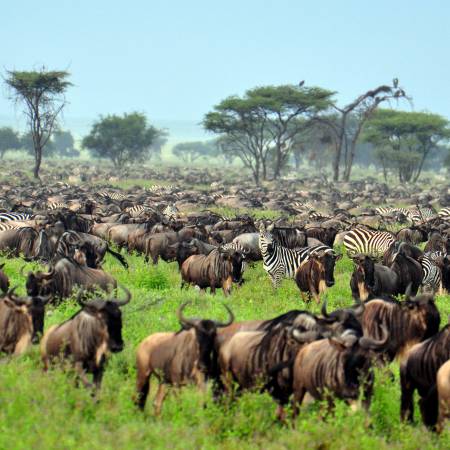 Wildebeest Migration - Africa Overland Safaris - Africa Lodge Safaris - Africa Tours - On The Go Tou