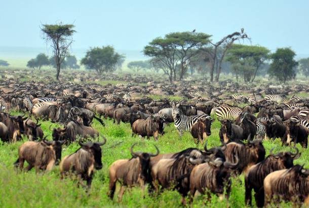Wildebeest Migration - Africa Overland Safaris - Africa Lodge Safaris - Africa Tours - On The Go Tou