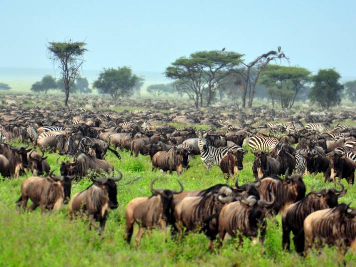 Wildebeest Migration - Africa Overland Safaris - Africa Lodge Safaris - Africa Tours - On The Go Tou