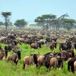 The Migration | Kenya & Tanzania | Africa