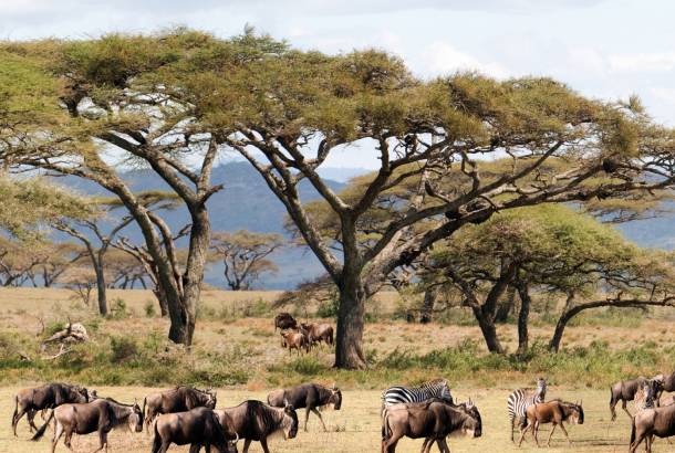 Wildebeest Zebra Migration - Africa Overland Safaris - Africa Lodge Safaris - Africa Tours - On The