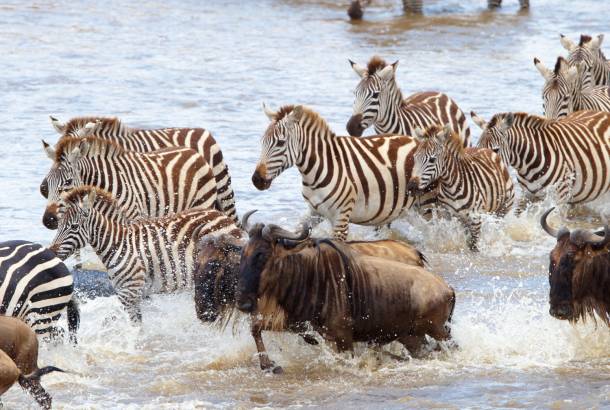 Wildebeest and Zebra Migration - Africa Overland Safaris - Africa Lodge Safaris - Africa Tours - On