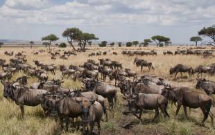 Wildebeest on plains of Africa - On The Go Tours