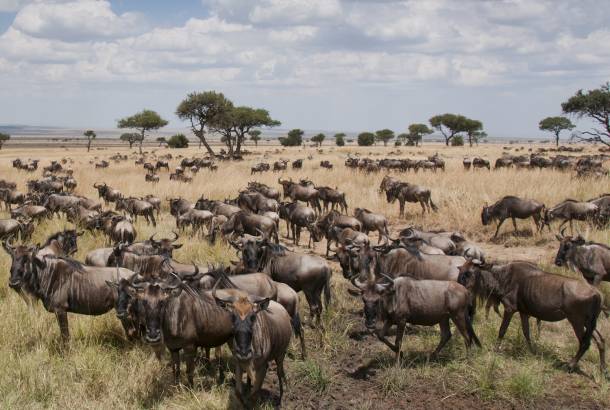 Wildebeest on plains of Africa - On The Go Tours