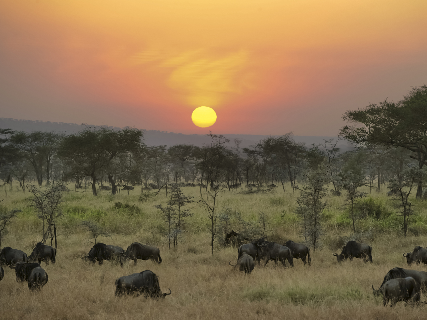 Day 9 - Serengeti National Park