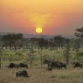 Family of elephants walking across the road in front of a jeep in the Serengeti National Park