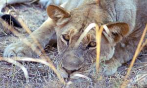 Wildlife-Express-Itinerary-Main-Overland-Journeys-Africa