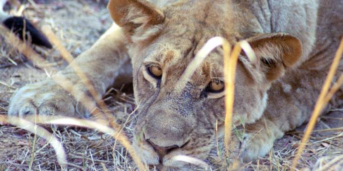 Lioness | African Safari | Africa