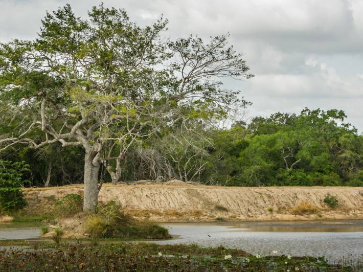 Wilpattu National Park landscape - Sri Lanka - On The Go Tours